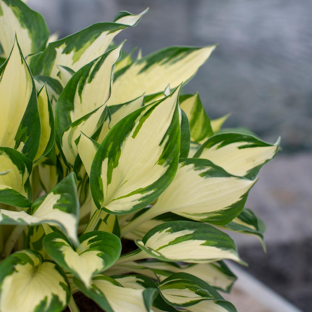 Hosta Fire And Ice White Flower Farm