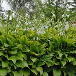  Hosta 'Royal Standard'