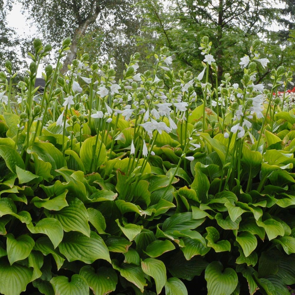 Hosta 'Royal Standard'