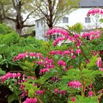 Bleeding Heart