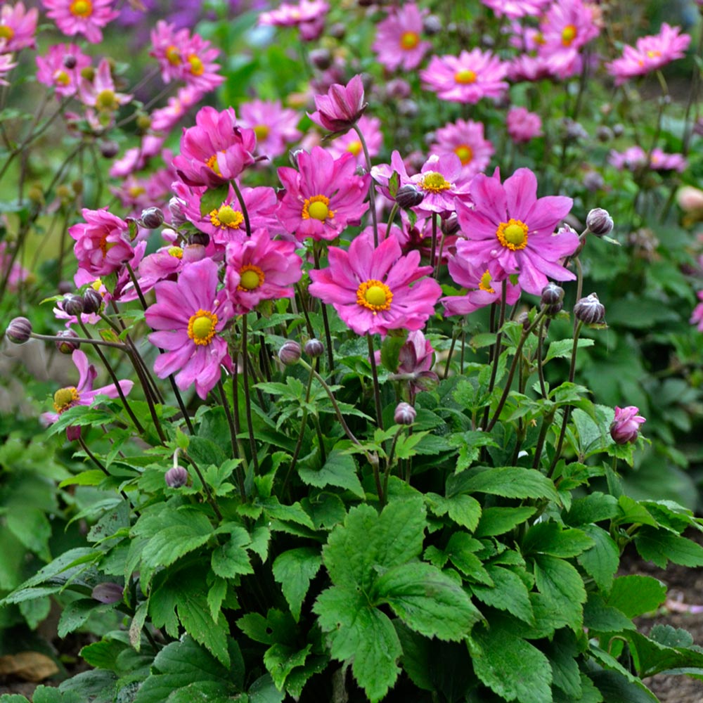 Anemone 'Curtain Call Deep Rose'