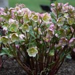  Helleborus Frostkiss® Glenda's Gloss®