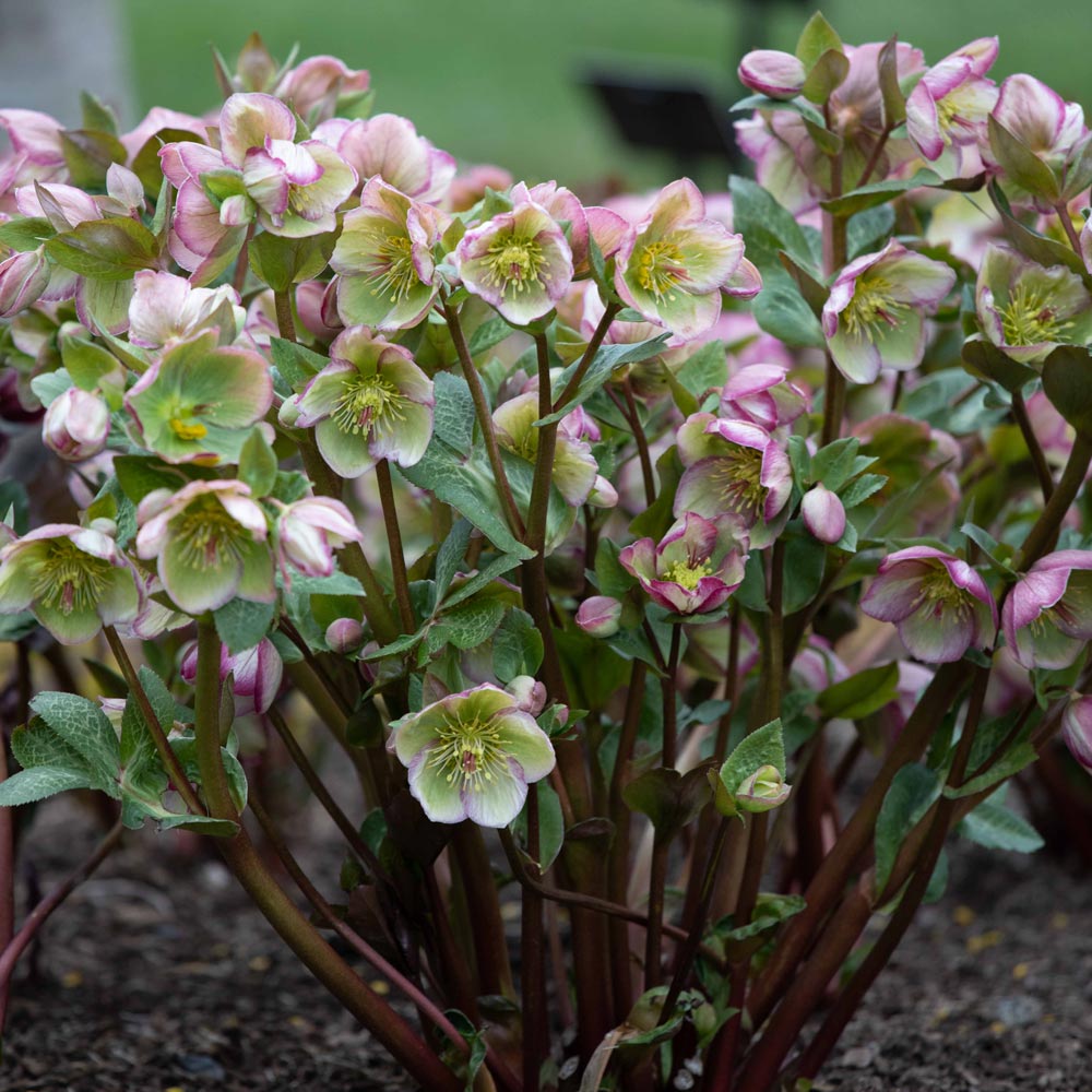 Helleborus Frostkiss® Glenda's Gloss®