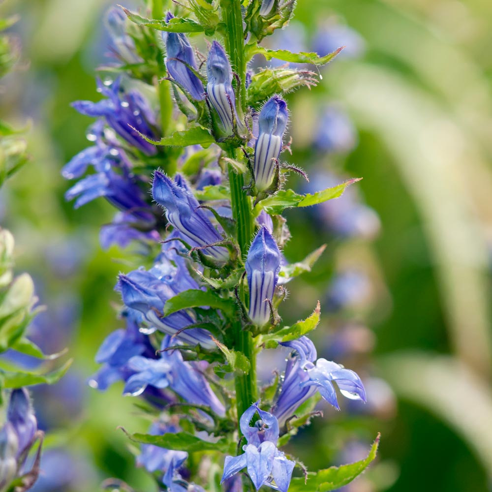 Lobelia siphilitica