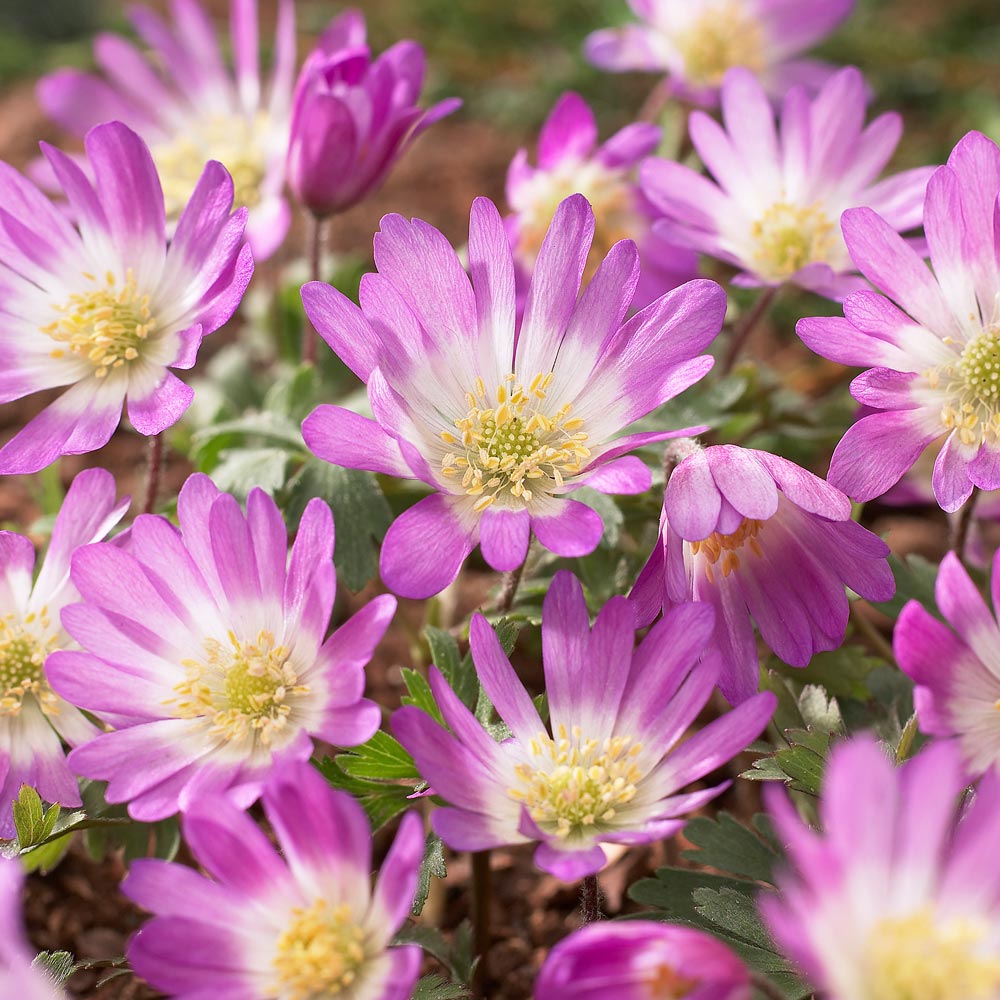 Anemone blanda 'Pink Star'