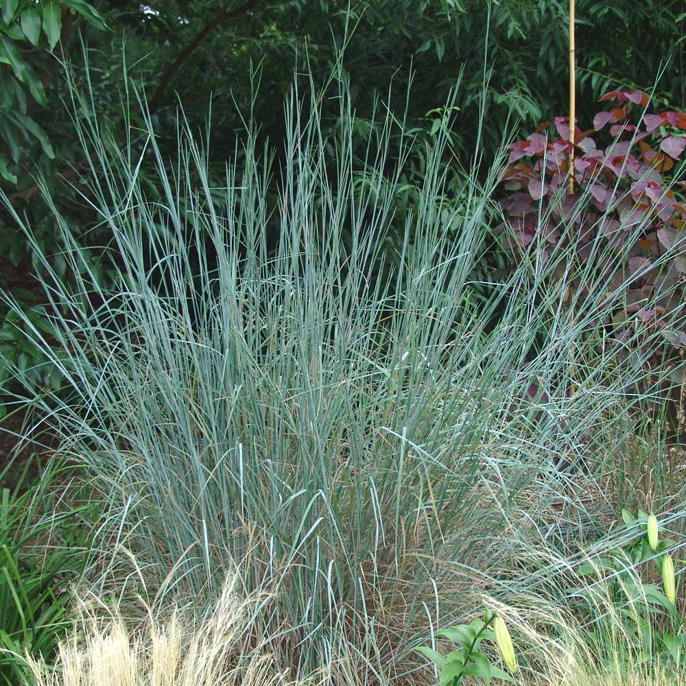 Ornamental Grass: Schizachyrium scoparium 'The Blues'