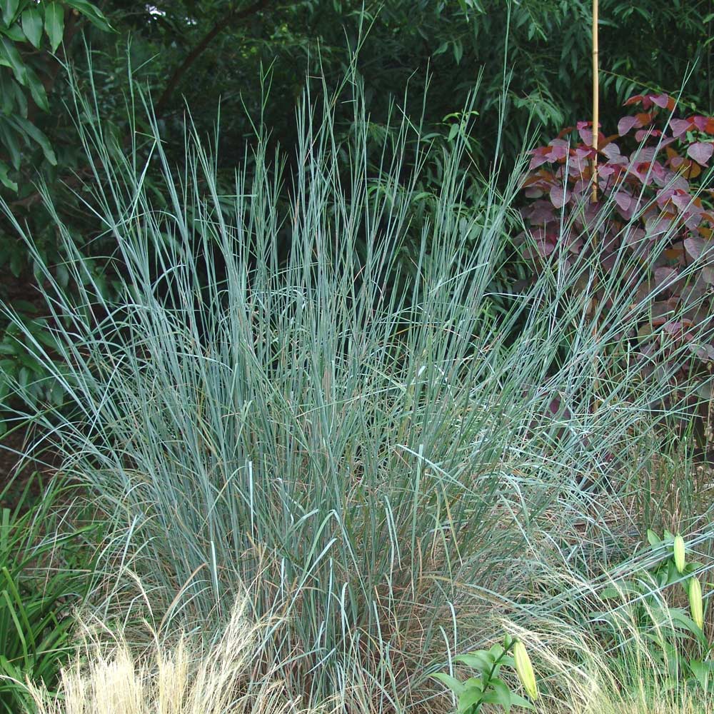 Schizachyrium scoparium 'The Blues'