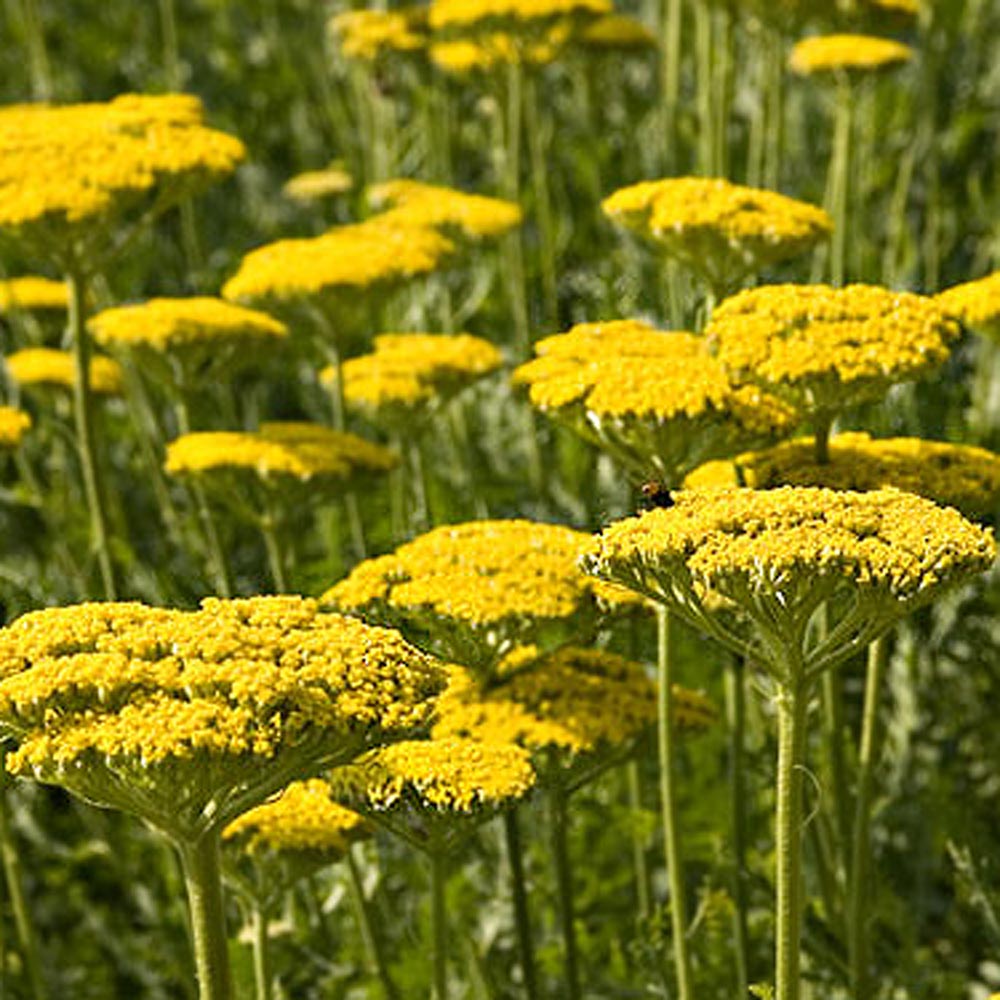 Achillea filipendulina 'Gold Plate'