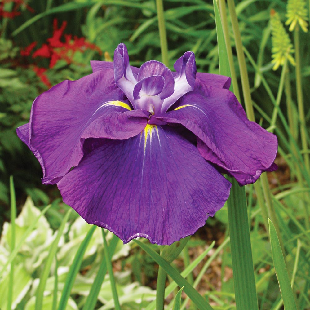 Iris ensata 'Loyalty'