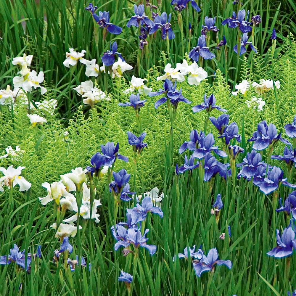 Siberian Iris White Flower Farm