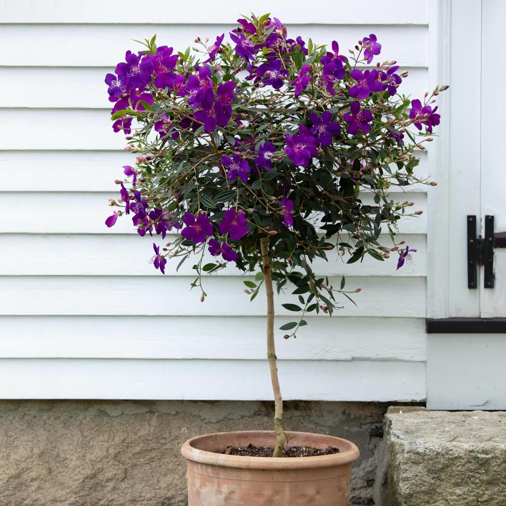 Tibouchina Topiary