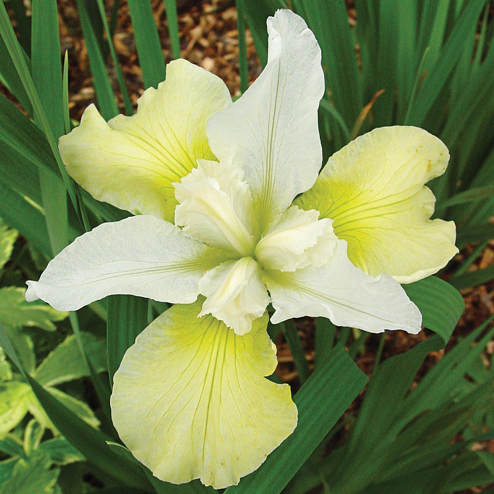 Iris sibirica 'Chartreuse Bounty'