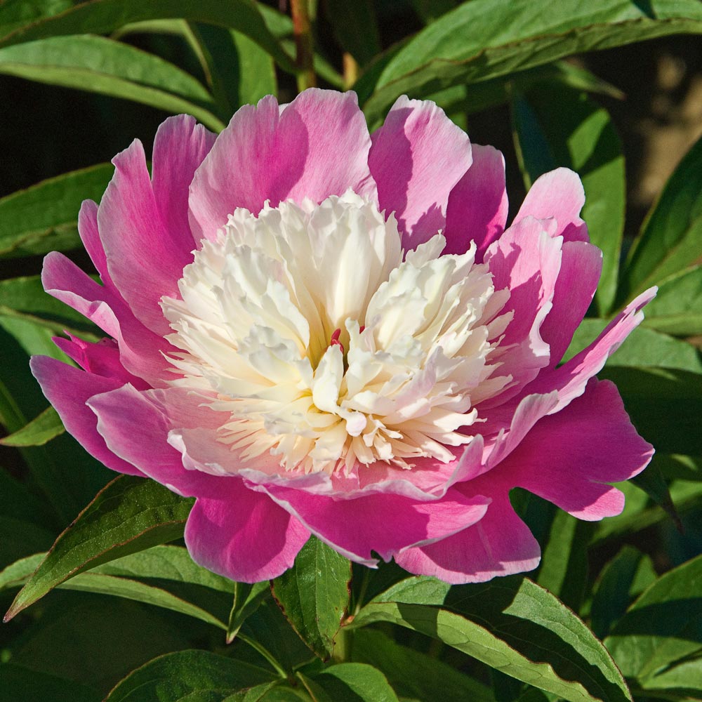 Peony 'Cora Stubbs'