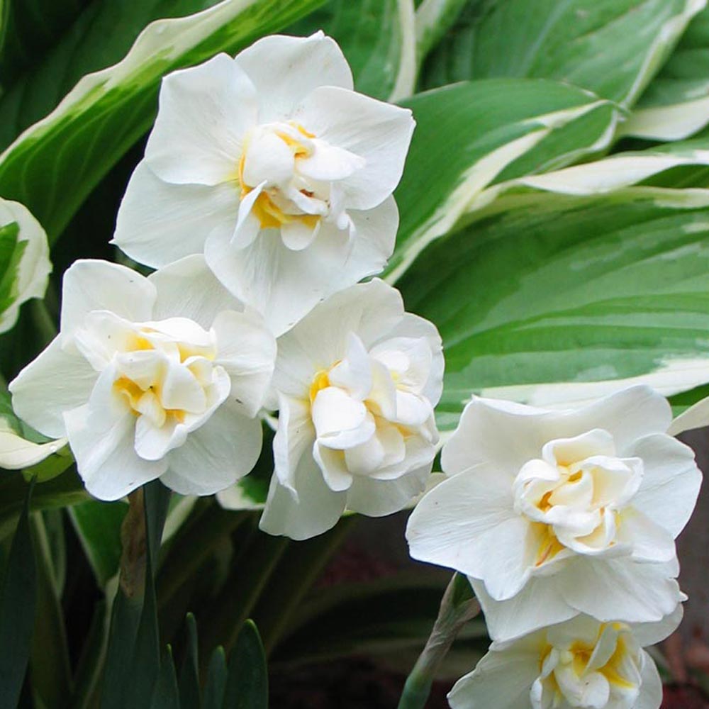 Narcissus 'Cheerfulness'