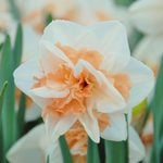  Narcissus 'Delnashaugh'