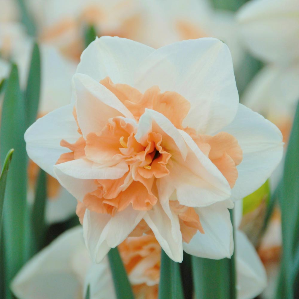 Narcissus 'Delnashaugh'