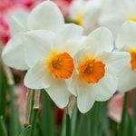  Narcissus 'Joyce Spirit,' Landscape-Size