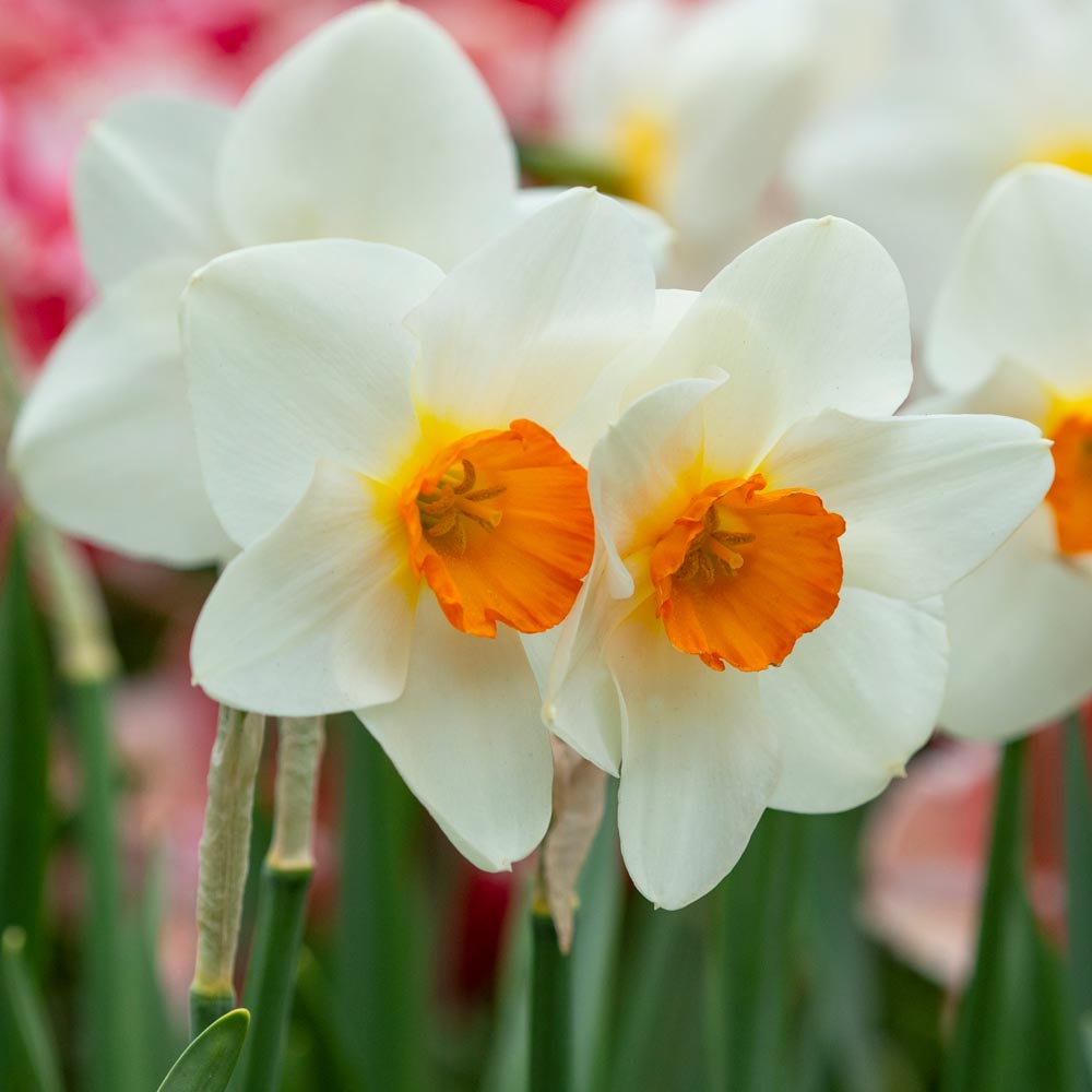 Narcissus 'Joyce Spirit,' Landscape-Size