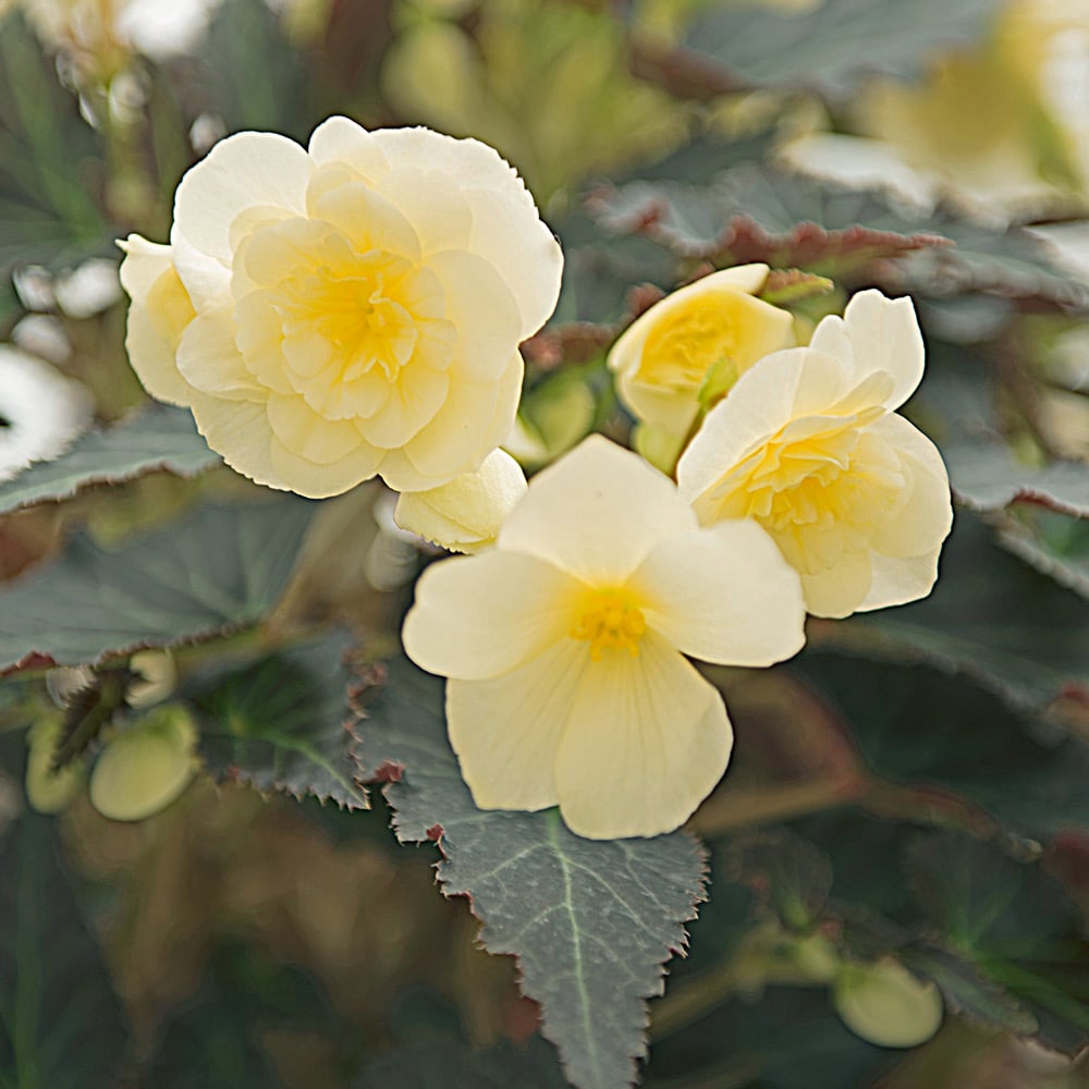 Begonia I'Conia® Tweetie Pie