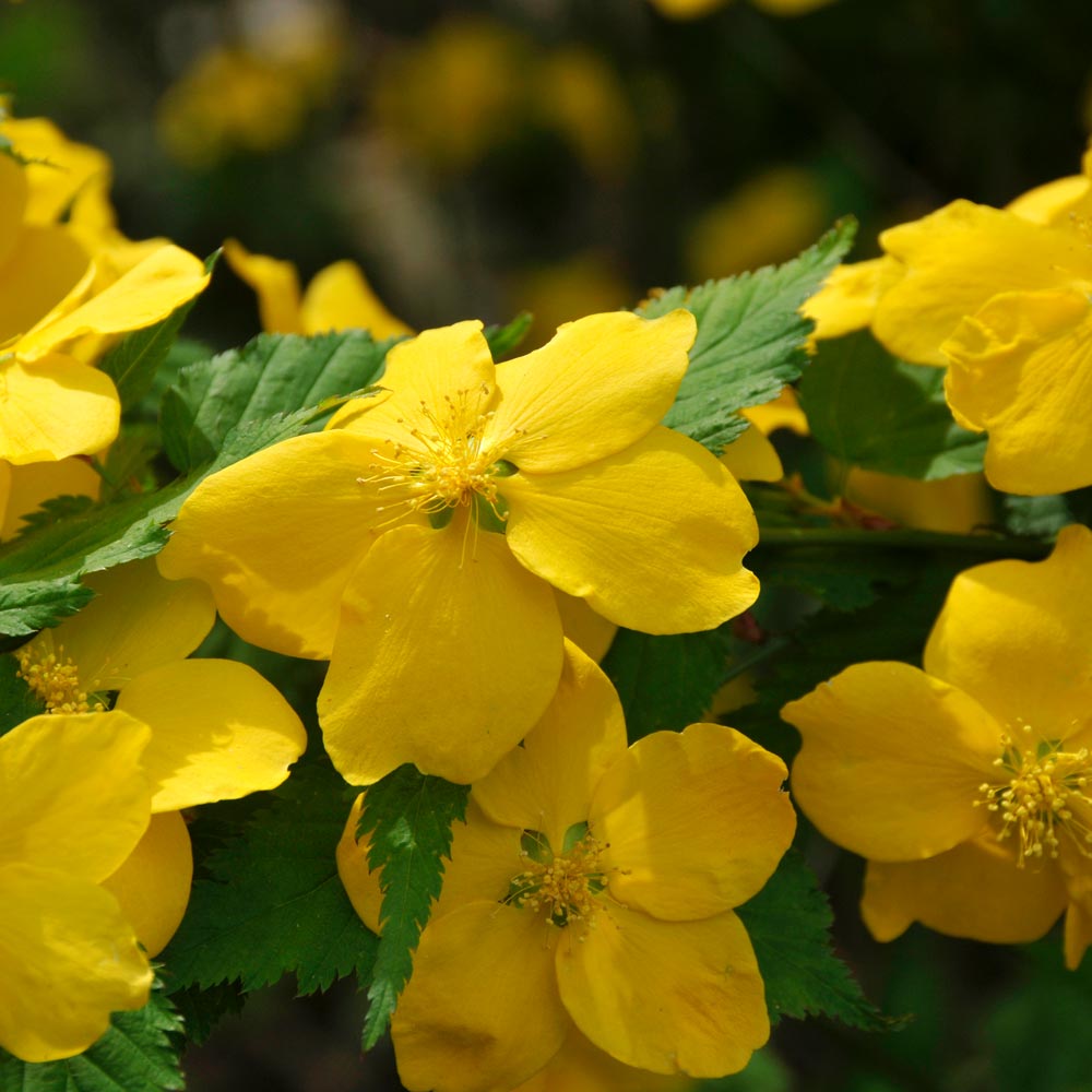 Kerria japonica 'Golden Guinea'