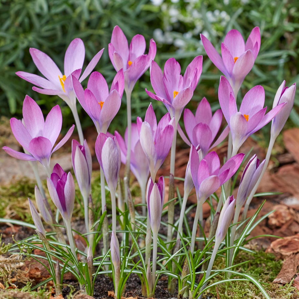 Crocus tommasinianus 'Roseus'