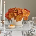  Begonia 'Autumn Ember' in Farnham Pot with Saucer