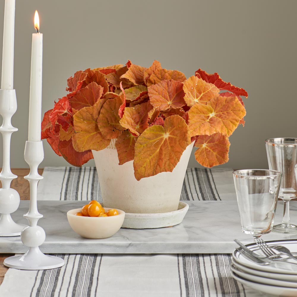 Begonia 'Autumn Ember' in Farnham Pot with Saucer