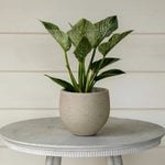  Philodendron 'Birkin'