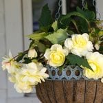  Begonia 'Isabella Cascade' Blackmore & Langdon