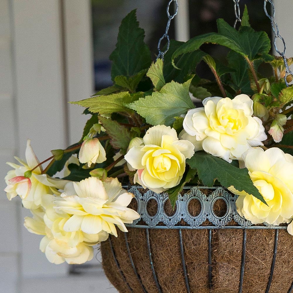 Begonia 'Isabella Cascade' Blackmore & Langdon Trailing Variety