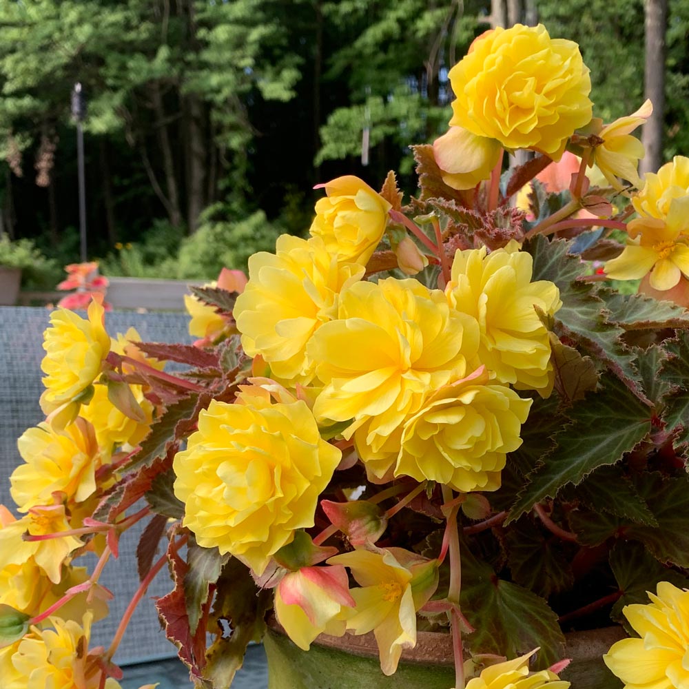 Begonia 'Unbelievable Tweetie Pie'