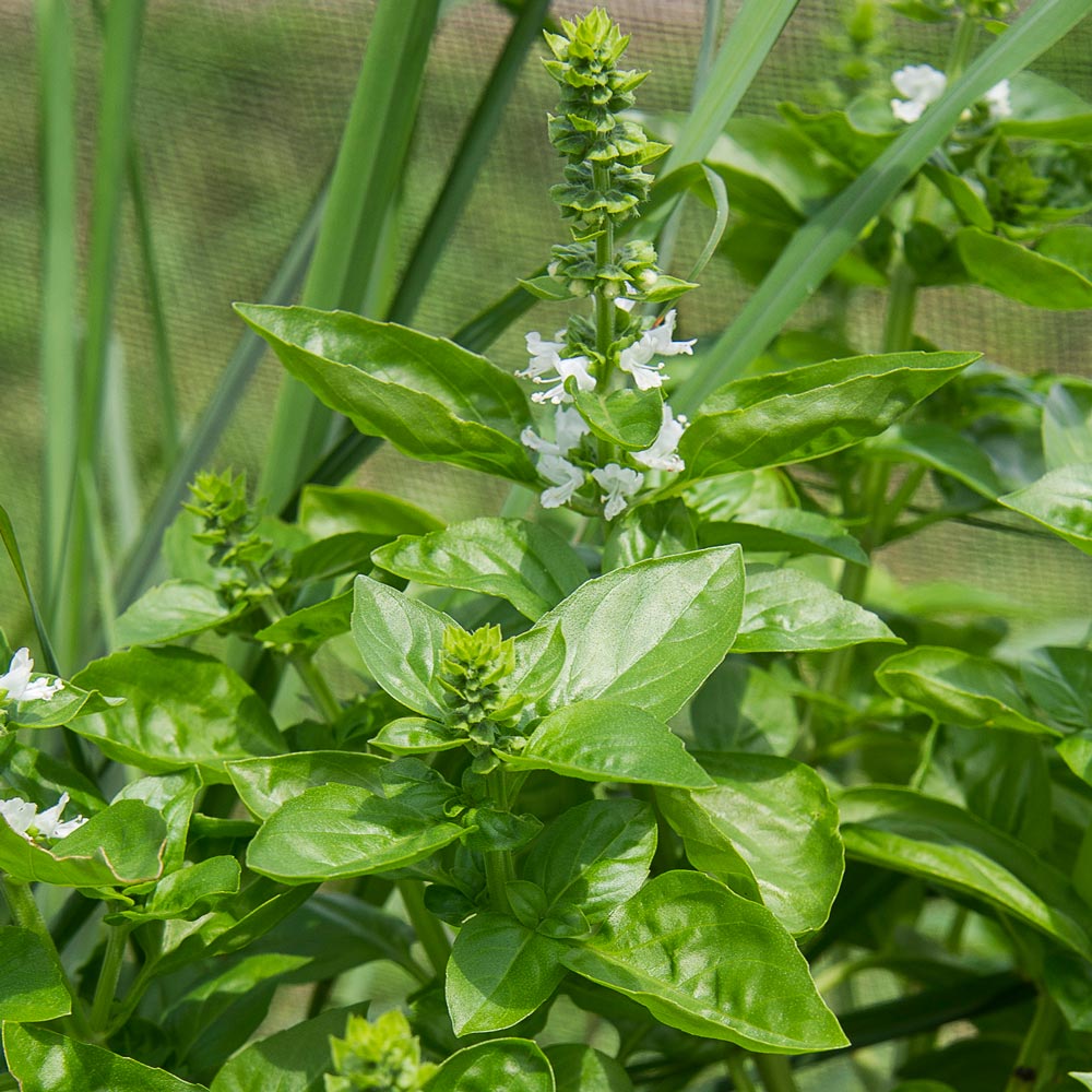Basil 'Dolce Fresca' White Flower Farm