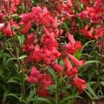  Penstemon Quartz® Red