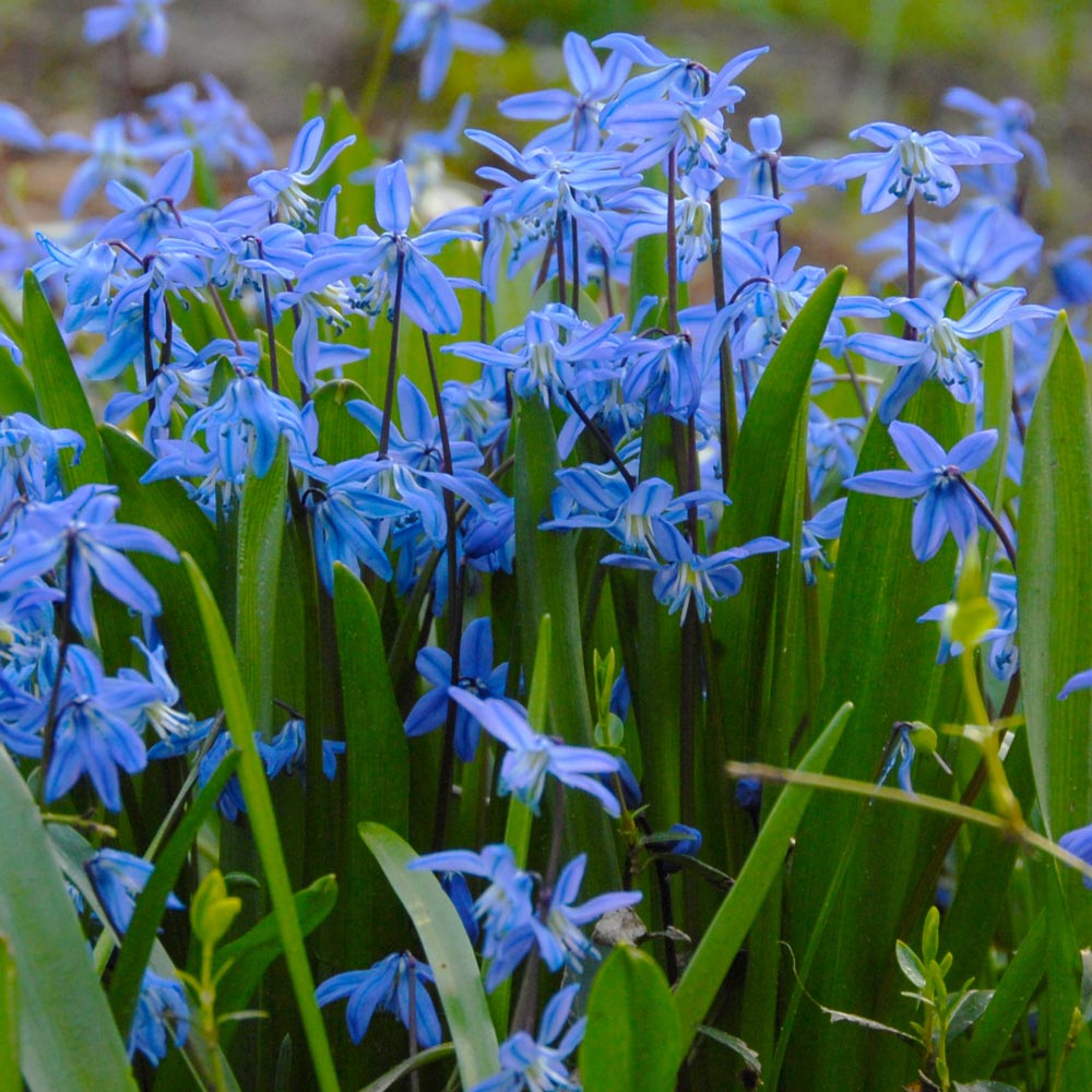 Scilla siberica