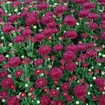  Chrysanthemum 'Cool Igloo'