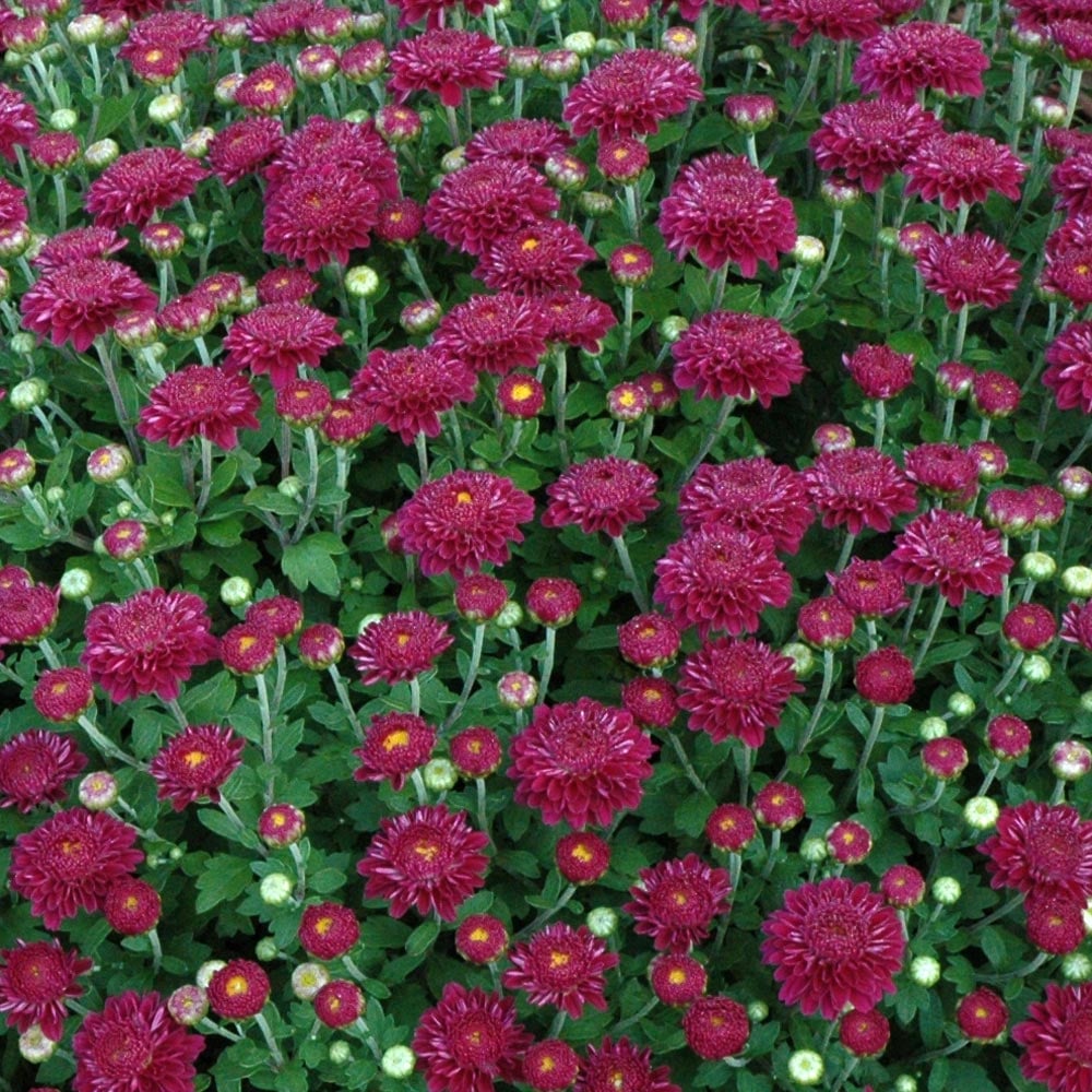 Chrysanthemum 'Cool Igloo'