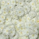  Chrysanthemum 'Frosty Igloo'