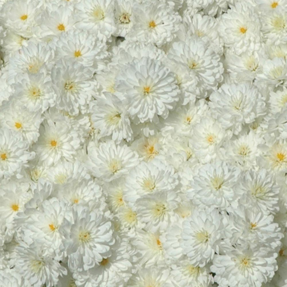 Chrysanthemum 'Frosty Igloo'