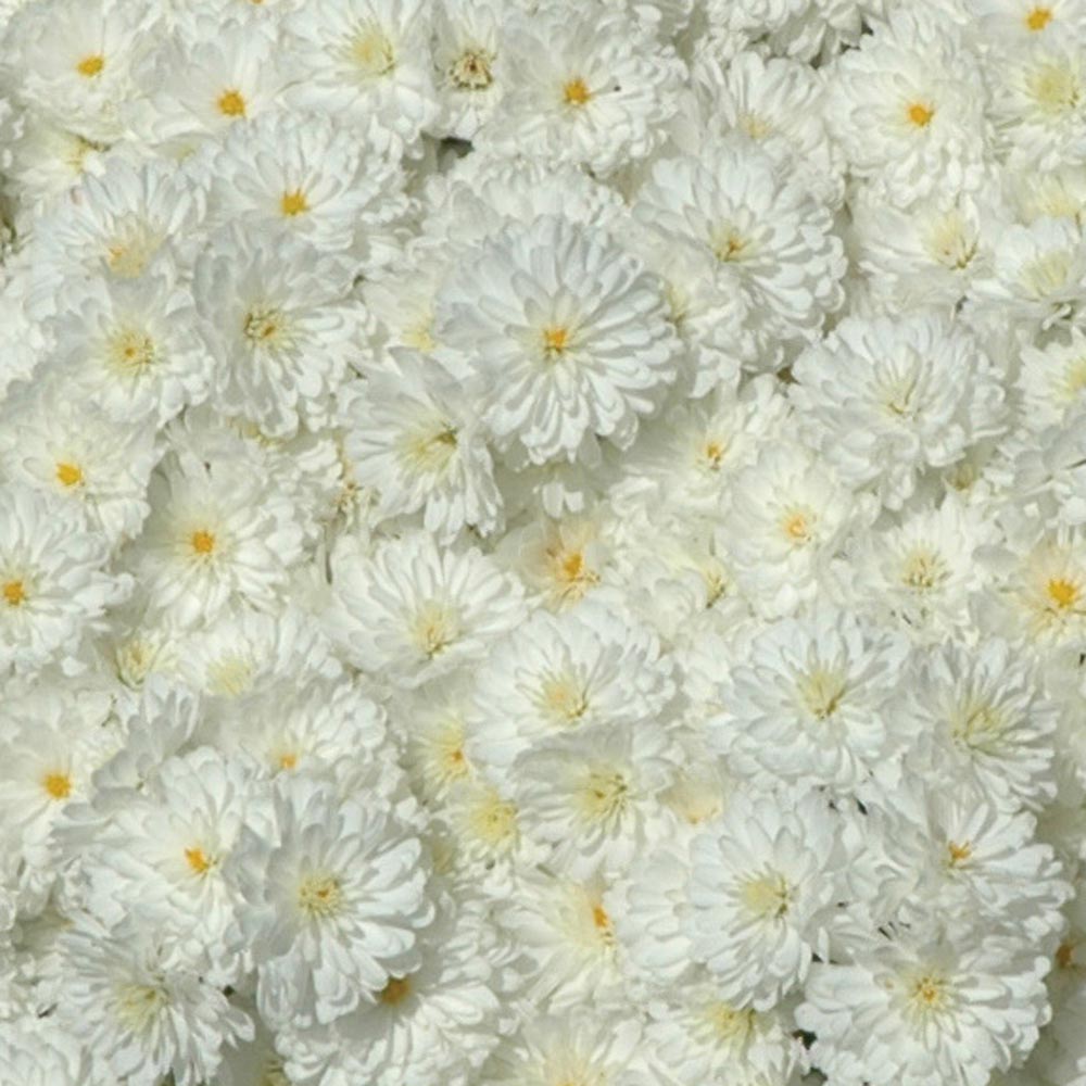 Dendranthema 'Frosty Igloo'