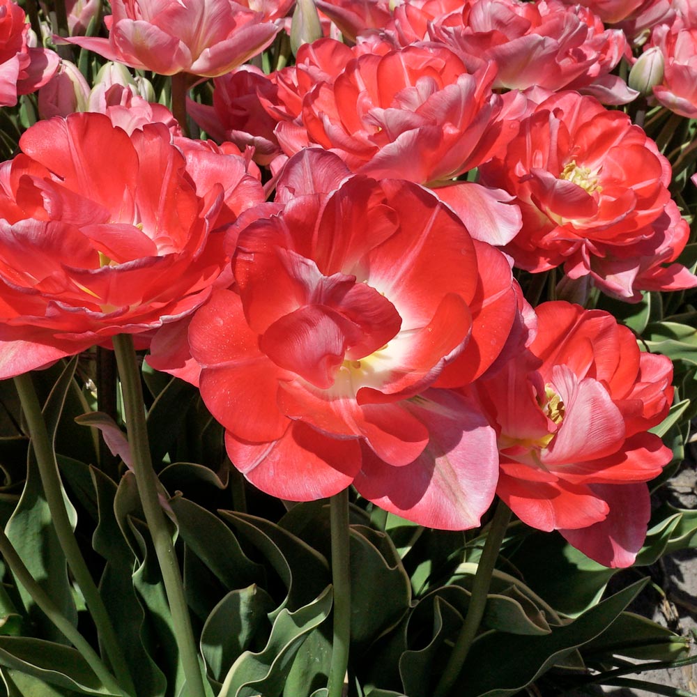 Tulip ‘Candy Cane’ | White Flower Farm