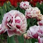 White Flower Farm Red Perennial Tulip