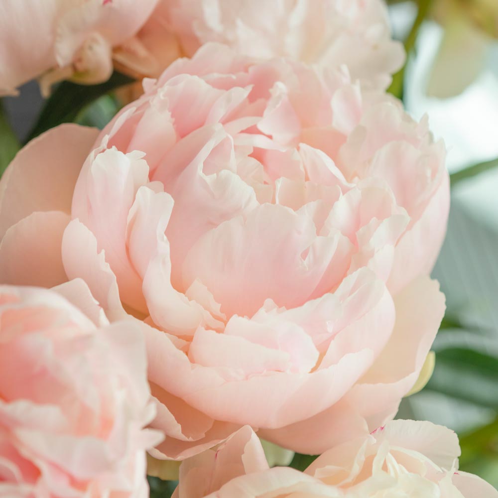 Peony Summer Glow Wihte Flower Farm