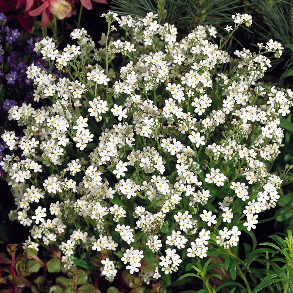 Myosotis sylvatica 'Snowsylva'