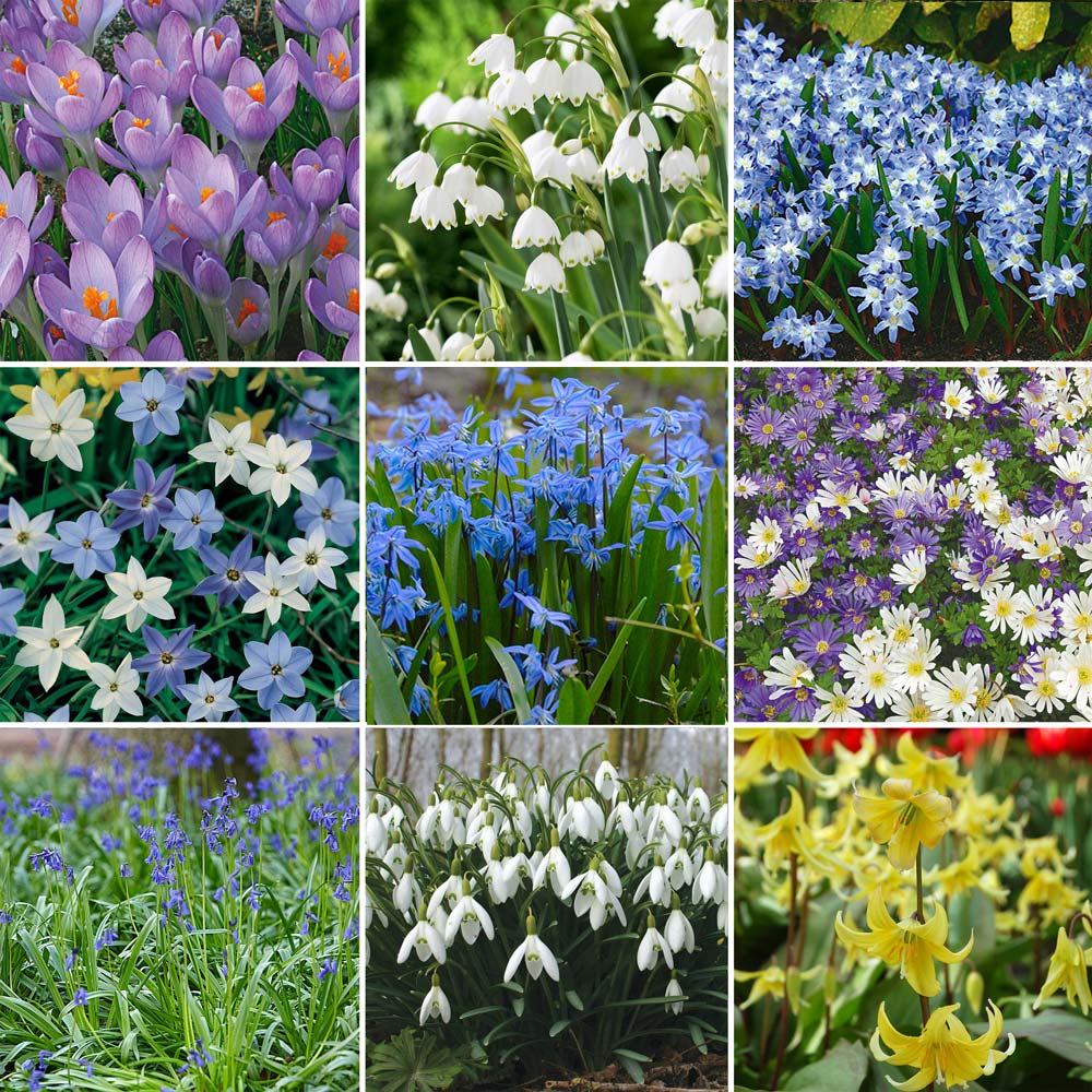 Woodland Naturalizing Collection of Bulbs