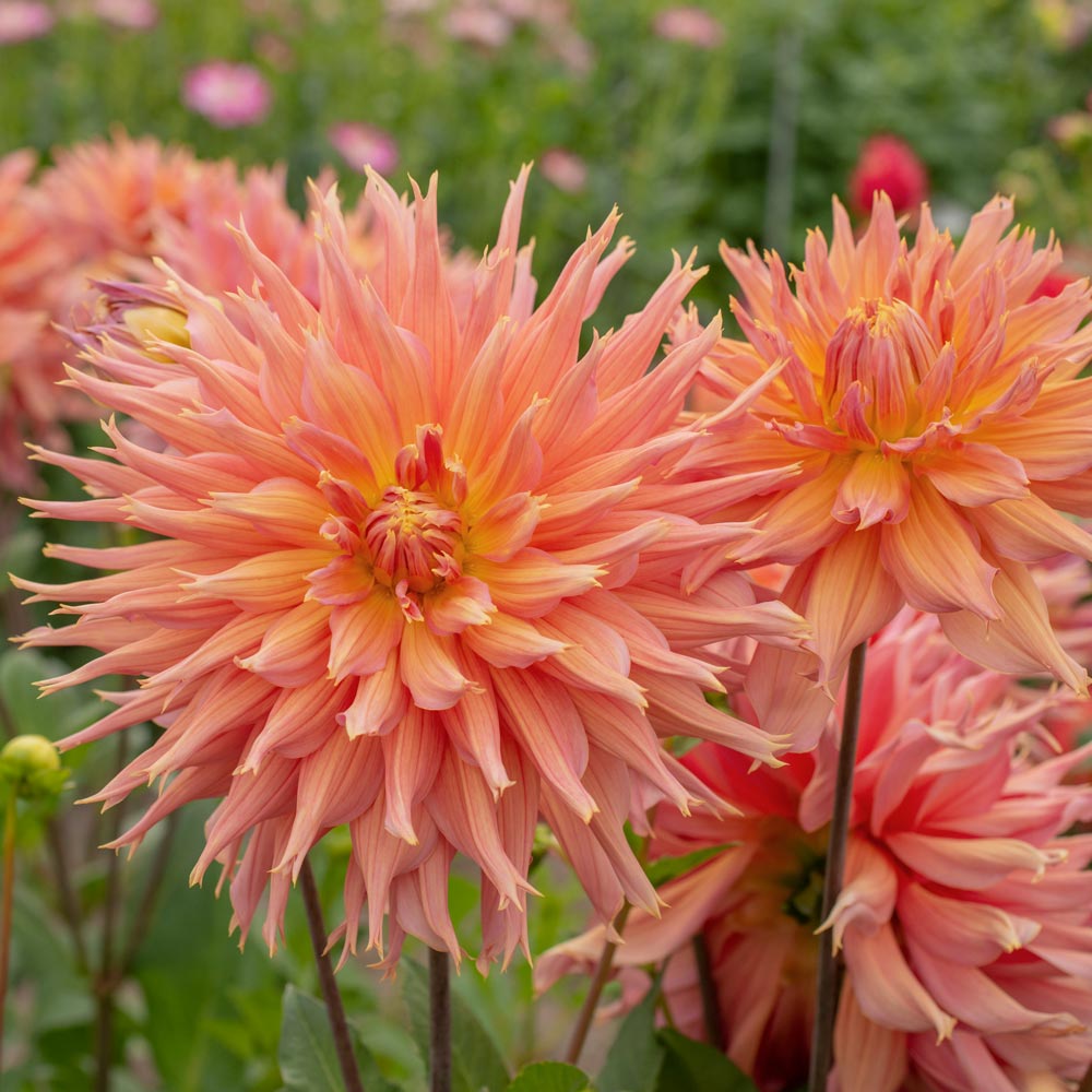 Dahlia 'Omega'