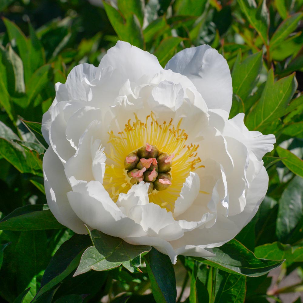 Peony 'Love Affair' - Itoh Peony