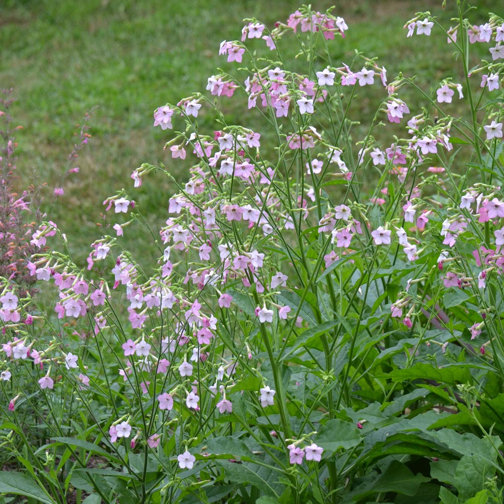 Nicotiana 'Whisper Rose Shades'