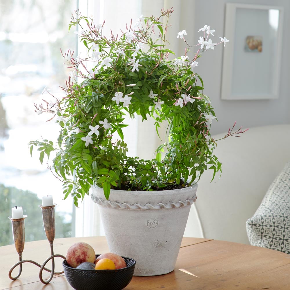 Jasmine Ring in Henley pot with saucer