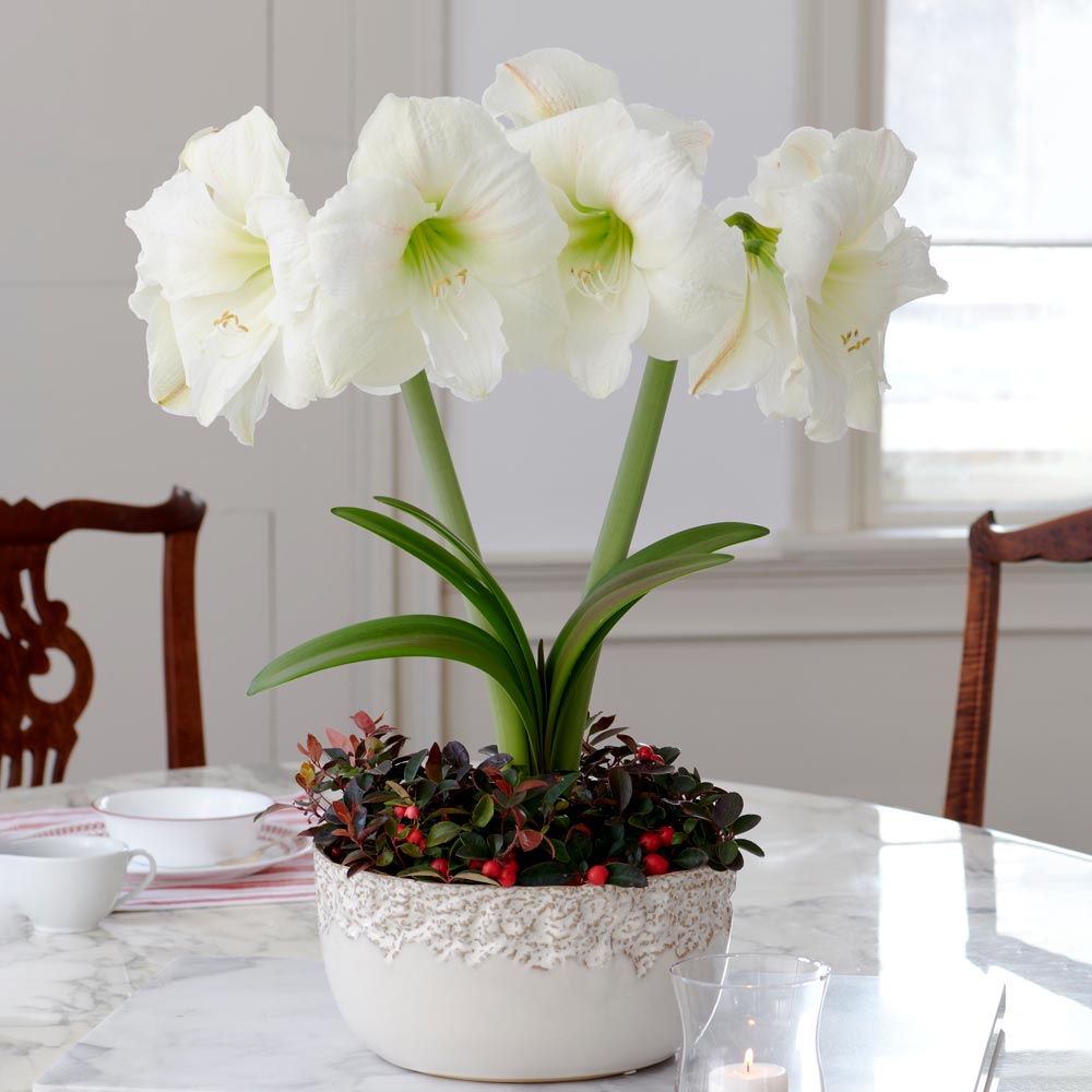 Amaryllis 'Moscow' & Wintergreen Dish Garden Kit