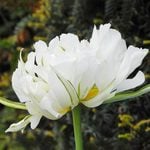  Tulip 'Exotic Emperor'